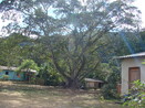 Foto que mostra a vista do ptio central na Comunidade de Remanescentes de de Quilombos Areia Branca, municpio de Bocaiva do Sul - PR. <br /><br /> Foto: Clemilda Santiago Neto